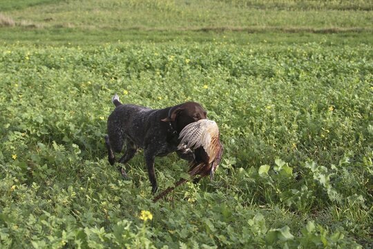 Hunting dog German Shorthair retrieves shot pheasant (Phasianus colchicus) Lower Austria, Austria