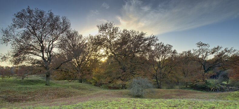 Hudewald, Emsland, Lower Saxony, Germany
