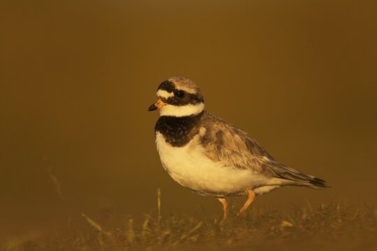 Ringed plover (Charadrius hiaticula), Texel, North Holland, Netherlands