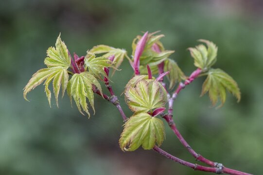 Japanese fan maple (Acer palmatum Sangu Kaku), budding, Emsland, Lower Saxony, Germany
