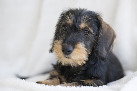 Rough-haired dachshund, female, puppy, 12 weeks, lying on blanket, sofa, white, Stuttgart, Baden-W&uuml;rttemberg, Germany