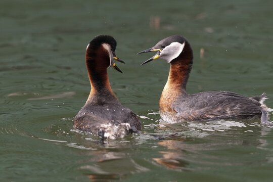Podiceps grisegena, red-necked grebe, red-necked grebe, courtship behavior, birds, courtship display, grebe, podicipedidae, divers, birds, waterbirds, waterbirds