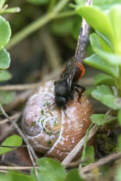 Hymenoptera, osmia bicolor, snail shell bee, hide the nest, bicolor snail bee, blade of grass, high size, portrait format, insects, nesting ground camouflage, camouflage, two-coloured mason bee