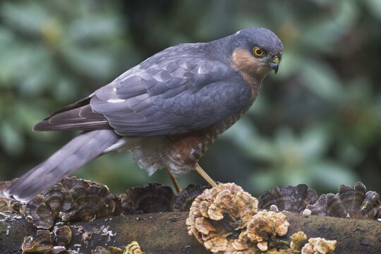 Northern sparrowhawk (Accipiter nisus), Emsland, Lower Saxony, Germany