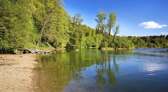 Small island in the Reuss river, beech trees sprouting leaves in spring, Niederwil, Gnadental, Bremgarten district, Canton of Aargau, Switzerland