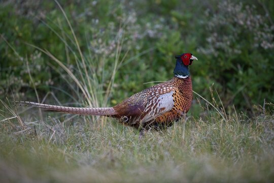 Pheasant (Phasianus colchicus), Texel, The Netherlands