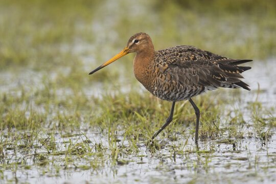 Black-tailed godwit (Limosa limosa), located on a wet meadow, Lower Saxony, Germany