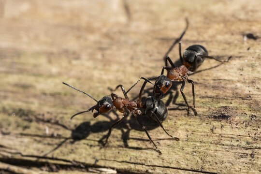Red Wood Ants (Formica rufa), Emsland, Lower Saxony, Germany