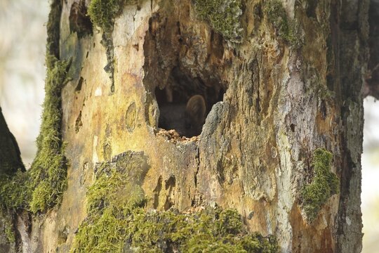 Pine marten (Martes martes) looking out of a hole in an old tree, Allg&auml;u, Bavaria, Germany, Allg&auml;u, Bavaria, Germany