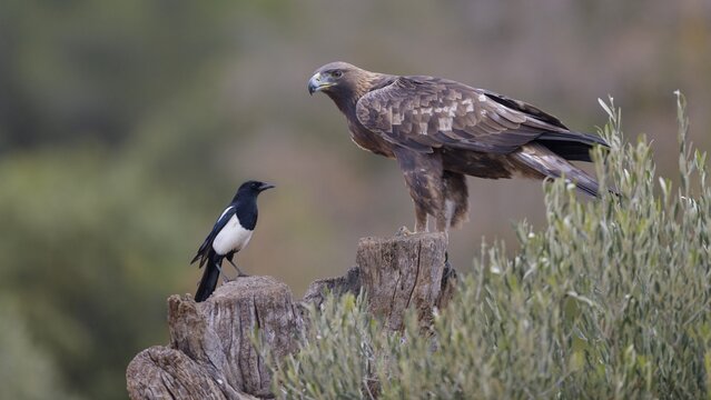 Golden eagle (Aquila chrysaetos), sitting together with a magpie on an olive tree stump, Extremadura, Spain