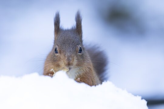 Red squirrel (Sciurus vulgaris) adult animal feeding on a nut in snow in winter, England, United Kingdom