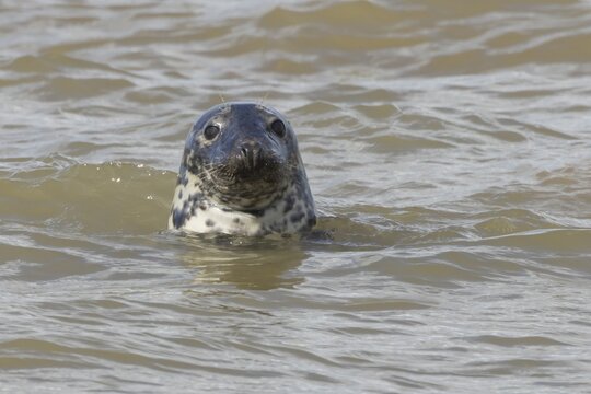 Atlantic grey seal (Halichoerus grypus) adult animal in the water of the sea, England, United Kingdom