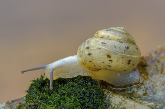 Bush snail, fruticicola fruticum, labelled shrub snail, gastropod, mollusca, snails, molluscs