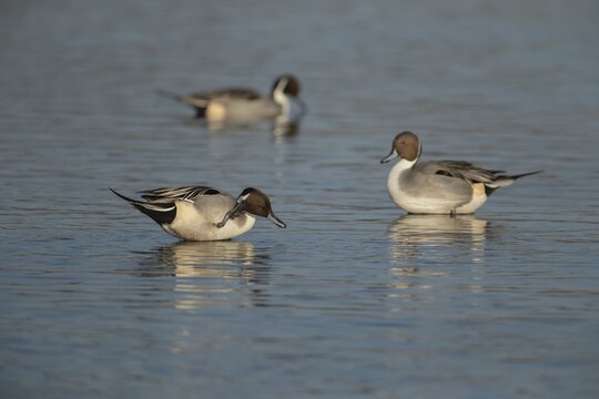 Northern pintail duck (Anas acuta) three adult male ducks birds on a lake, England, United Kingdom
