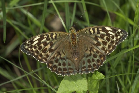 Silver washed fritillary (Argynnis paphia) with colour variant f.valesina sunning, Baden-W&uuml;rttemberg, Germany