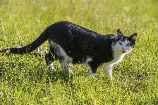 Carnivora, Felis silvestris forma catus, domestic cat, predators, cat, domesticated animals, pet, cat, mammals, raptors, mammals, mammals