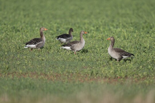 Greylag geese (Anser anser), greylag geese standing and lying in a field, Thuringia, Germany