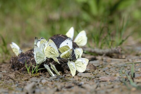 Green-veined white, green vein whitening, Pieris napi, rapeseed whitling, butterfly, insects, butterfly, butterflies