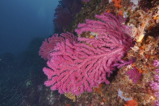 A pink Violescent sea-whip (Paramuricea clavata) stretches out in a colourful underwater landscape, dive site Giens Peninsula, Mediterranean Sea, Porquerolles, Provence, C&ocirc;te d'Azur, France