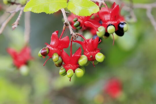 Ochna gamostigmata, flowering, shrub, Kirstenbosch Botanic Garden, Cape Town, South Africa