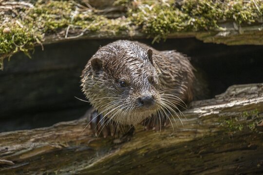 European otter (Lutra lutra) looking out of a hollow tree trunk, captive, Germany