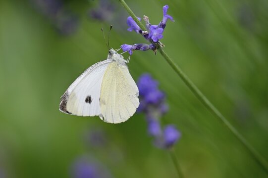 Small cabbage white (Pieris rapae) butterfly, sucking nectar on true common lavender (Lavandula angustifolia), Stuttgart, Baden-W&uuml;rttemberg, Germany