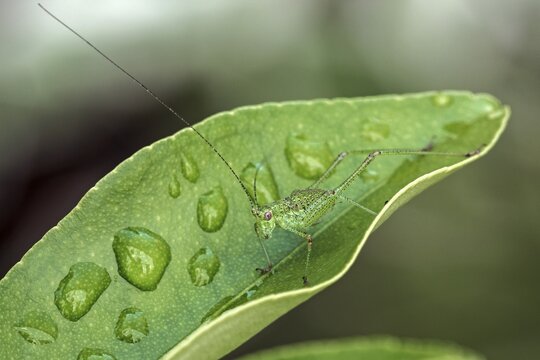 Speckled bush-cricket (Leptophyes punctatissima) sits on leaf, Baden-W&uuml;rttemberg, Germany
