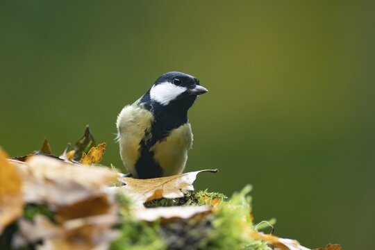 Great tit (Parus major) adult bird on a moss covered tree stump in autumn, Wales, United Kingdom