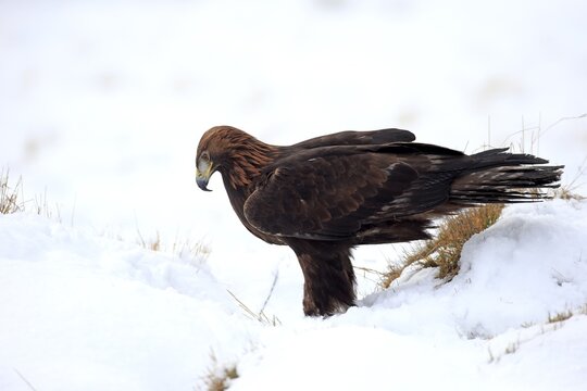 Golden eagle (Aquila chrysaetos), adult in snow, on ground, in winter, snow, Zdarske Vrchy, Bohemian-Moravian Highlands, Czech Republic