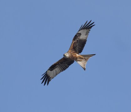 Red kite (Milvus milvus) flying, blue sky, Thuringia, Germany