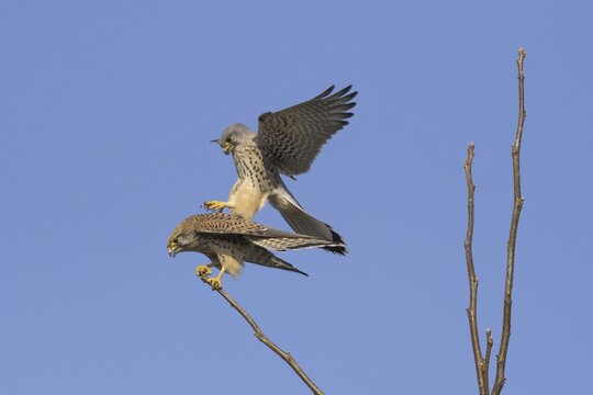 Common kestrels (Falco tinnunculus), approach of male for mating, Hesse, Germany