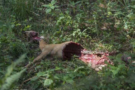 Artiodactyla, Canis lupus, Capreolus capreolus, carnivora, even-toed ungulate, cloven-hoofed, predators, roe deer, roe deer, wolf, mammals, raptors, crack, mammals, wolf