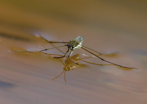 Aquarius najas, stream strider, gerris najas, heteroptera, river skater, black-backed strider, water strider, insects, bugs