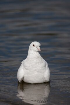 Feral pigeon (Columba livia domestica) adult white bird in a shallow puddle, Hertfordshire England, United Kingdom