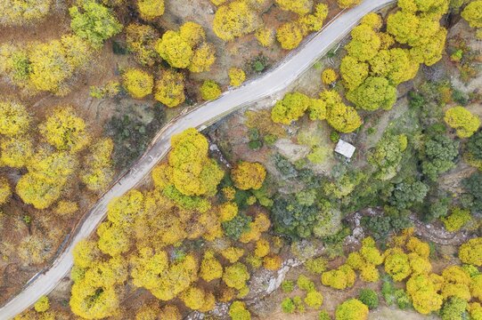 Sweet chestnut trees (Castanea sativa) in autumnal colours, aerial view, drone shot, Genal river valley, M&aacute;laga province, Andalusia, Spain
