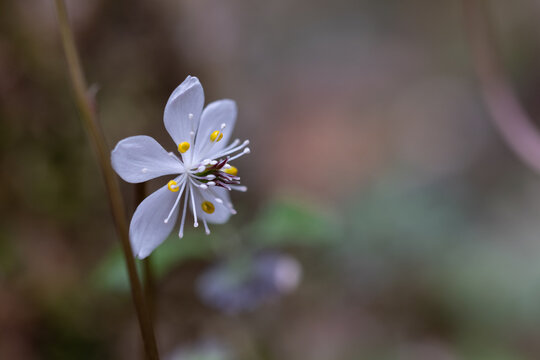 Close Up of Delicate White Copen Goldthread Flower Blooming in Spring Forest Background