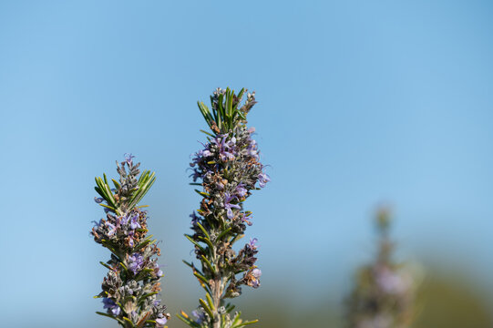 Rosemary Herbal Plant with Delicate Light Purple Flowers Blooming under Clear Blue Sky in Spring Season