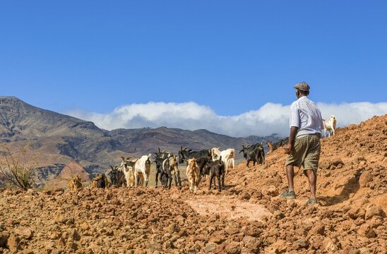 Farmer with his goats in rocky landscape. San Antao. Cabo Verde. Africa