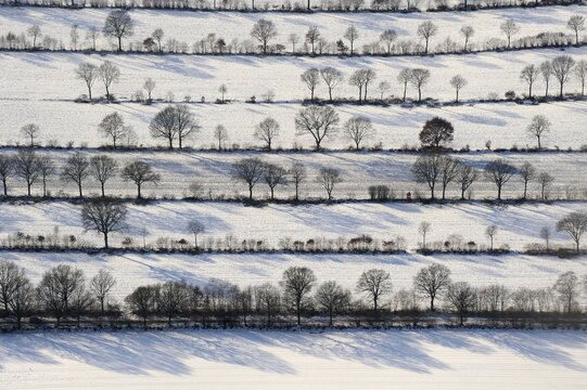Bushes and Trees in Rows, Winter Landscape, Schleswig Holstein, Germany