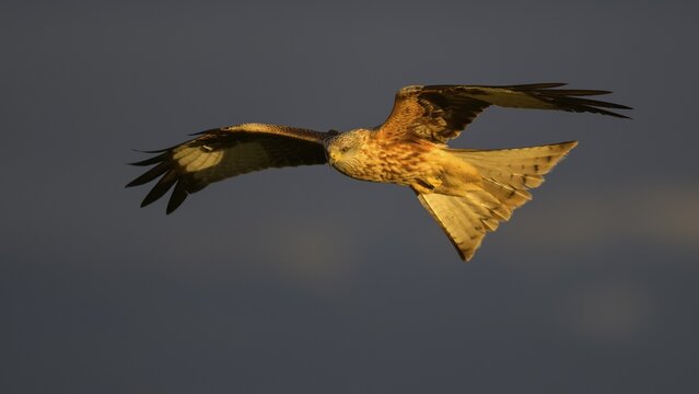Red kite (Milvus milvus), in flight, spotlight, in front of dark stormy sky, Extremadura, Spain