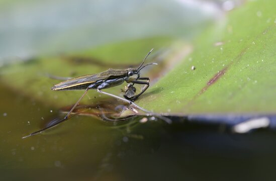 Common Pond Skater, Common Water Strider, Gerris Lacustris, Heteroptera, Water Strider, Water Cutter, Insects, Bugs