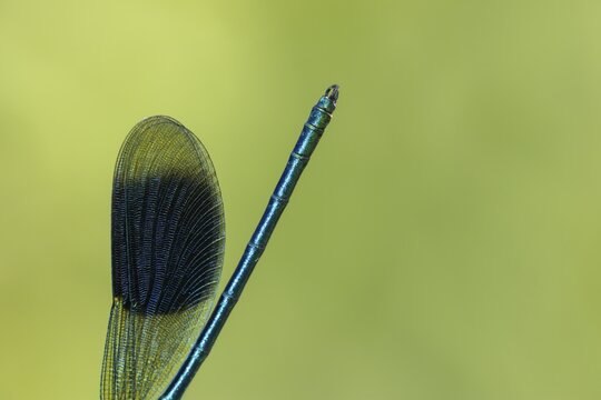 Banded demoiselle damselfly (Calopteryx splendens) adult male insect close up of its wing and tail in summer, Suffolk, England, United Kingdom