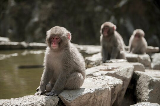 Three Japanese macaque (Macaca fuscata) sitting by the water, Yamanouchi, Nagano Prefecture, Honshu Island, Japan