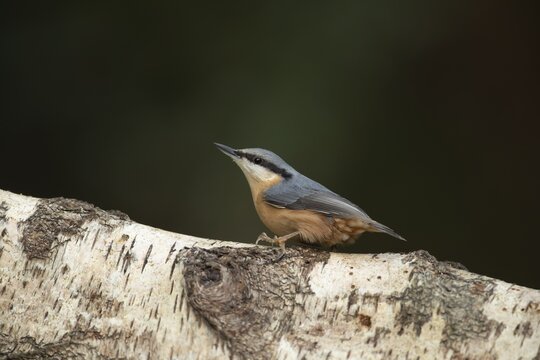 European nuthatch (Sitta europaea) adult bird on a tree branch, Wales, United Kingdom