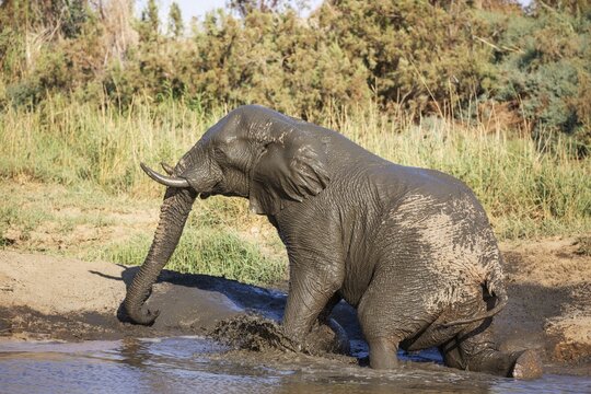 African Elephant (Loxodonta africana), so-called desert elephant, bull bathing in a water hole, Damaraland, Namibia