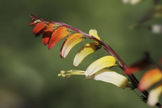 Star bindweed or Spanish flag (Ipomoea lobata, Quamoclit lobata), flowers, native to Mexico