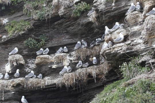 Black-legged kittiwakes (Rissa tridactyla) Old and young birds at the nest, Ekkeroy rock on the Barents Sea, northern Norway, Norway, Scandinavia
