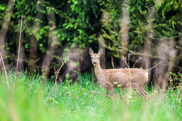 Young deer stands alert in a lush green forest clearing during springtime © Діма Осташук