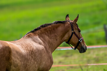 Brown horse with a halter standing in a green field on a sunny day © Діма Осташук