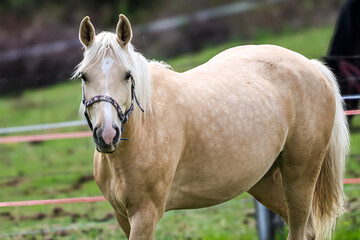A beautiful palomino horse with a flowing mane stands in a grassy field © Діма Осташук